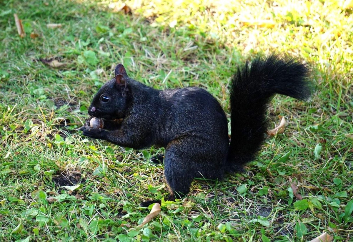 Дельмарвская черная белка
