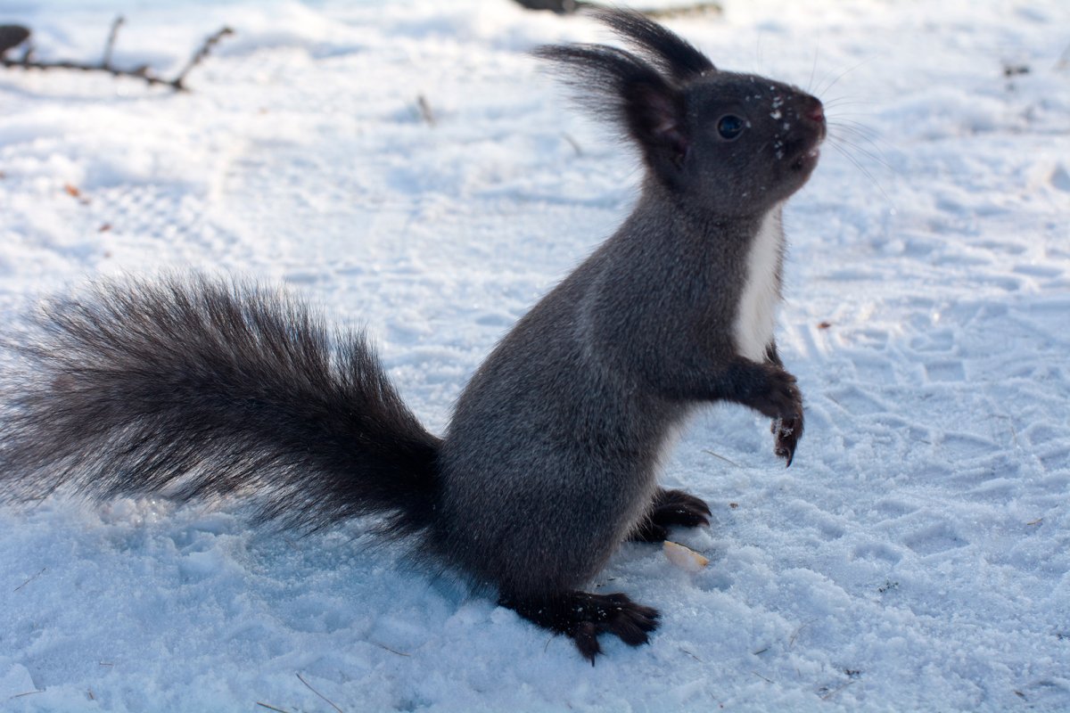 Черная Дальневосточная белка