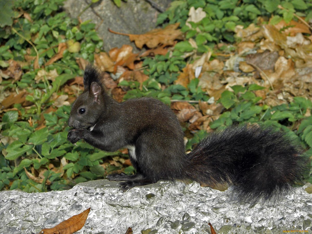 Маньчжурская черная белка
