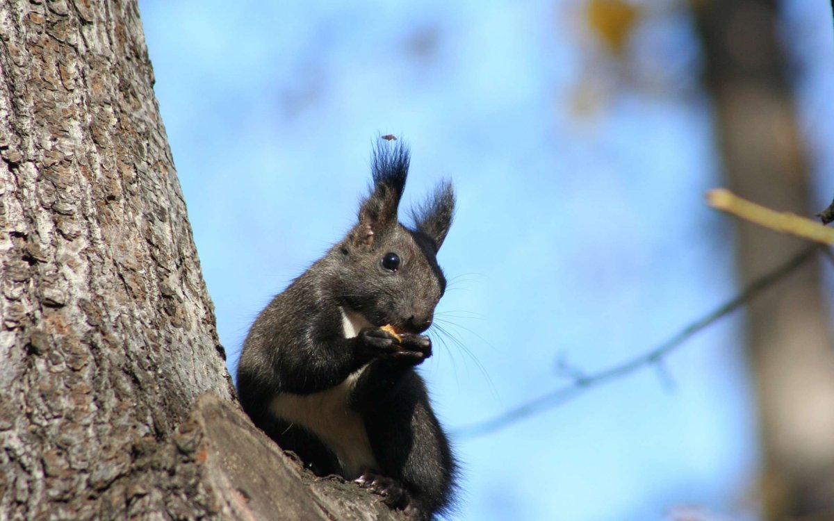 Черная Алтайская белка
