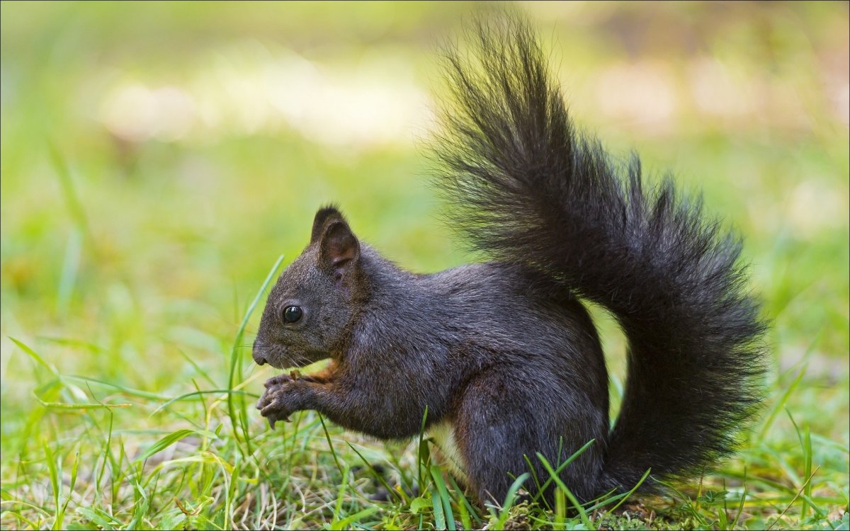 Дельмарвская черная белка