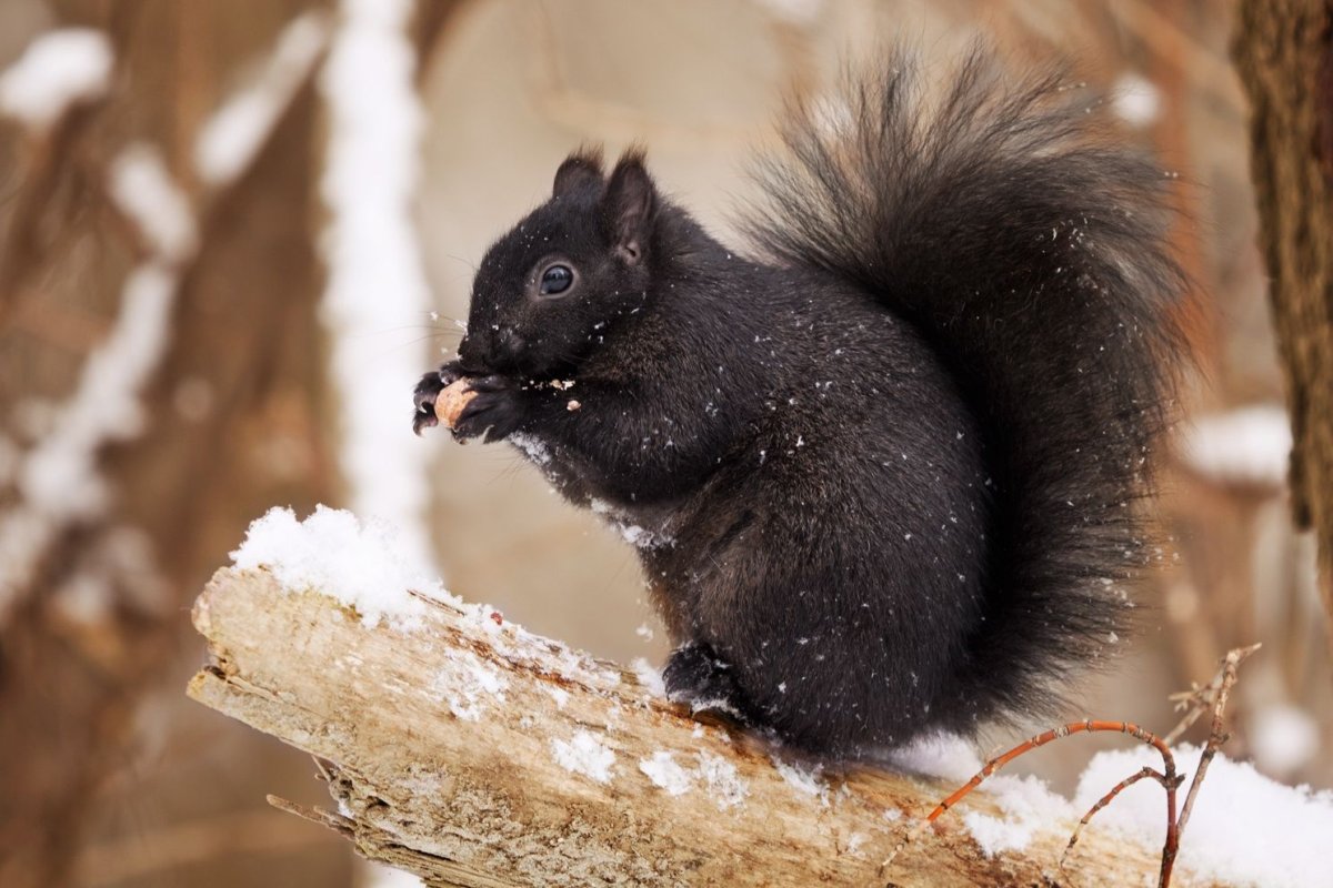 Чёрные белки зимой