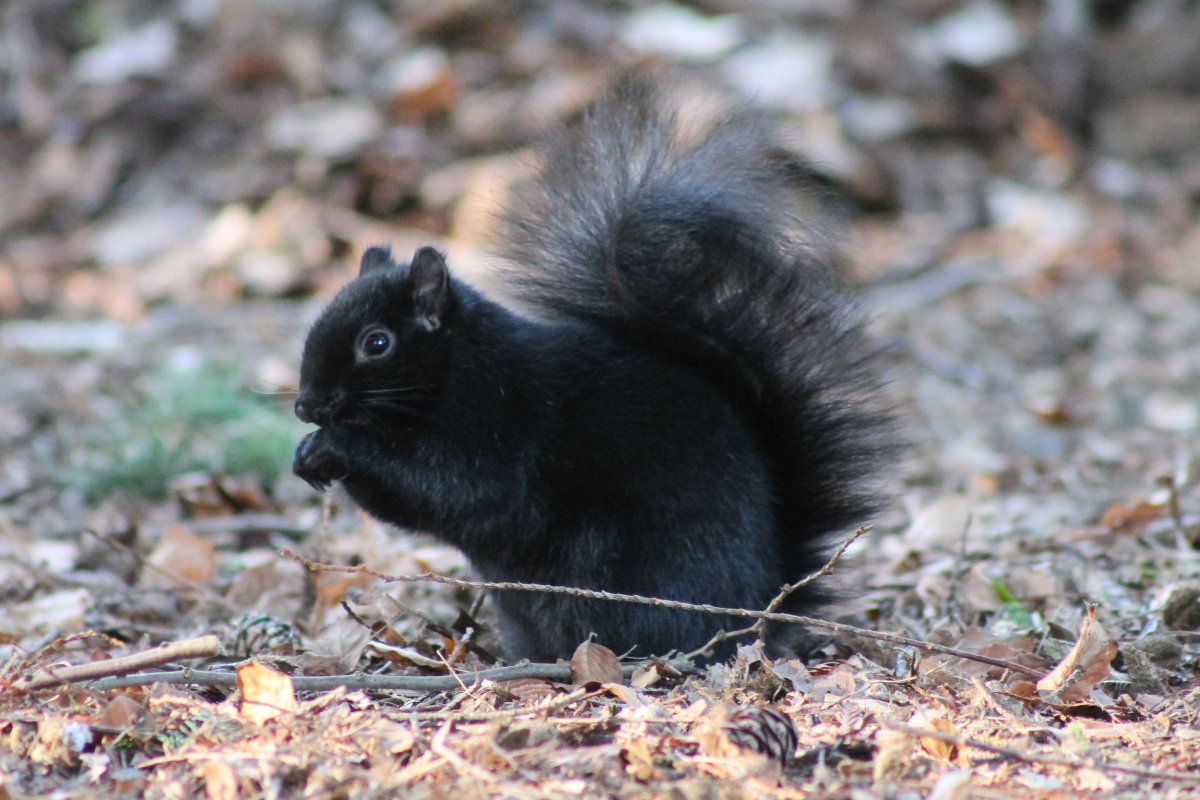 Черная Алтайская белка