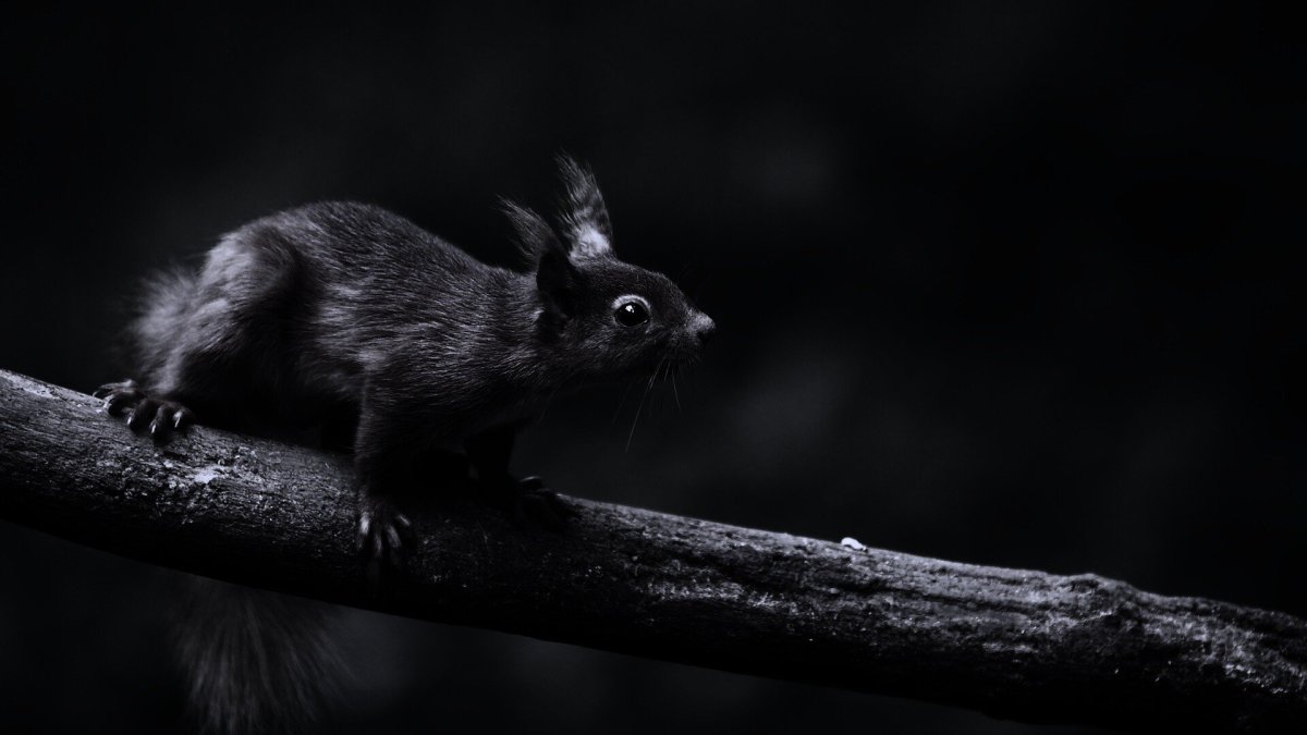 Белка на черном фоне
