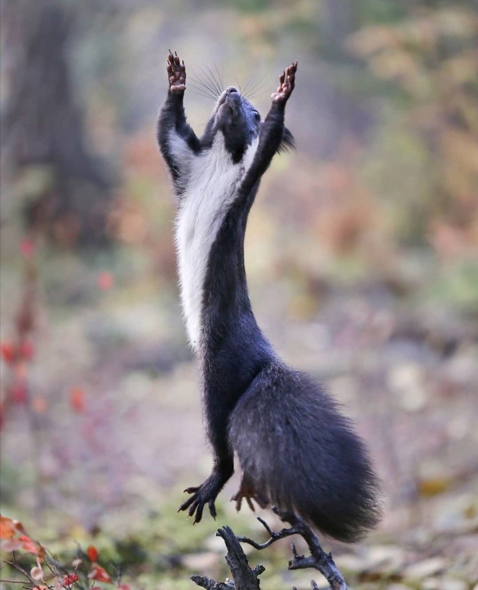 Чёрная белка на Байкале