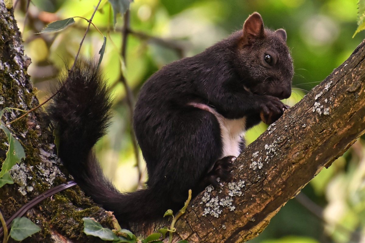 Черная Алтайская белка