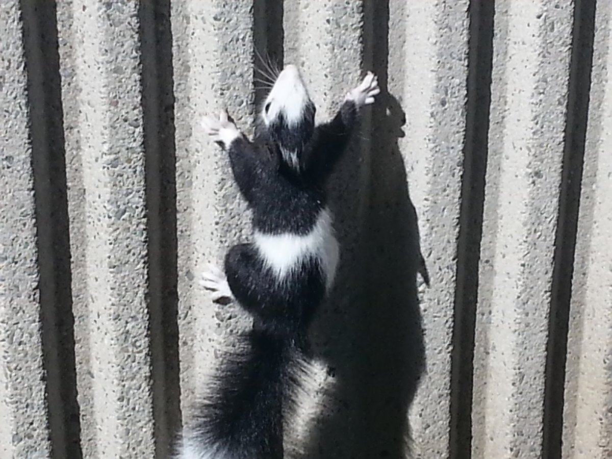 Белочки с необычным окрасом