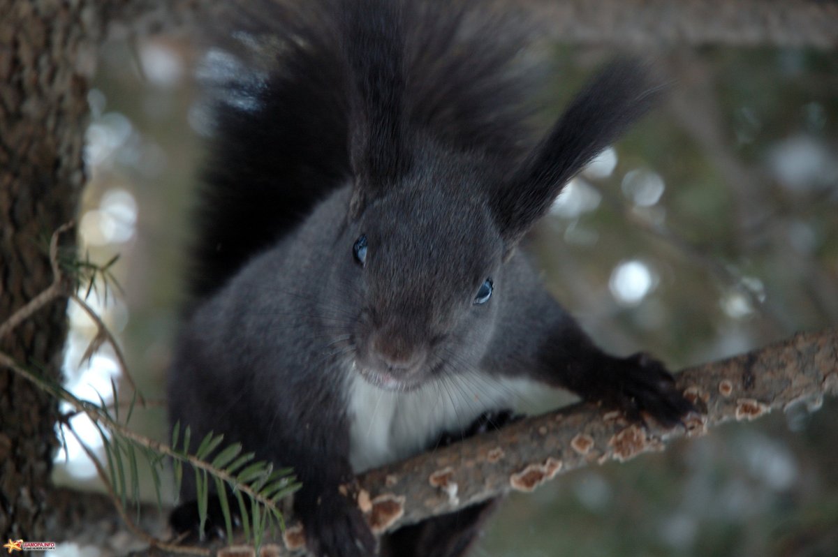 Дельмарвская черная белка