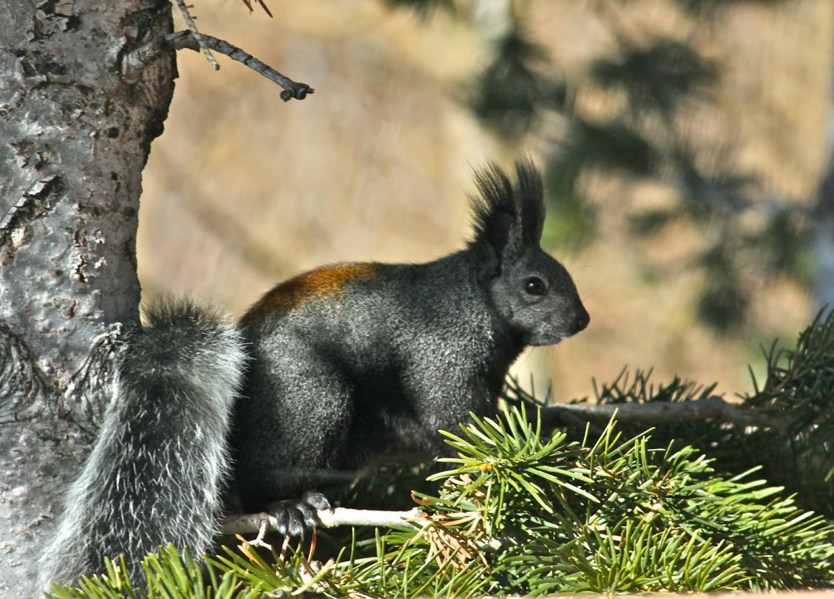 Белка Аберта зимой
