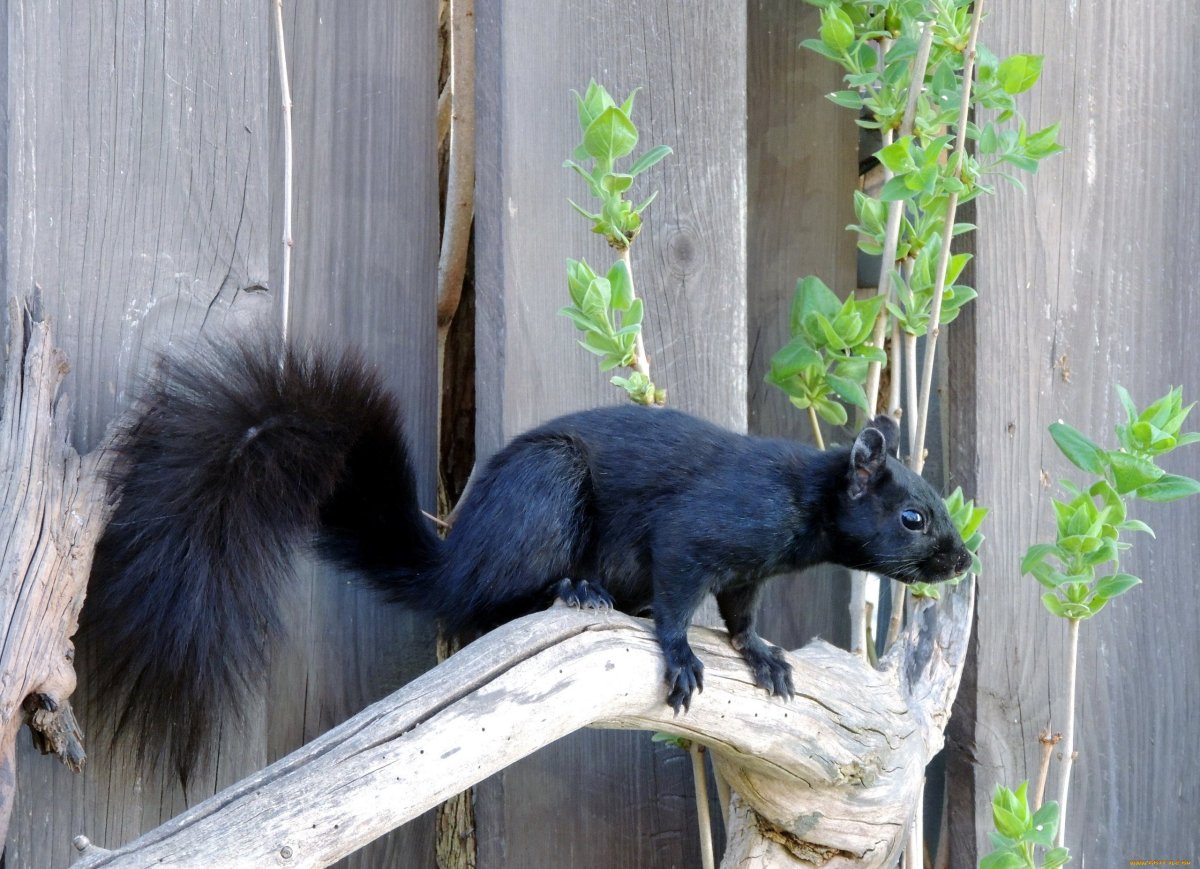Черный зверек с пушистым хвостом