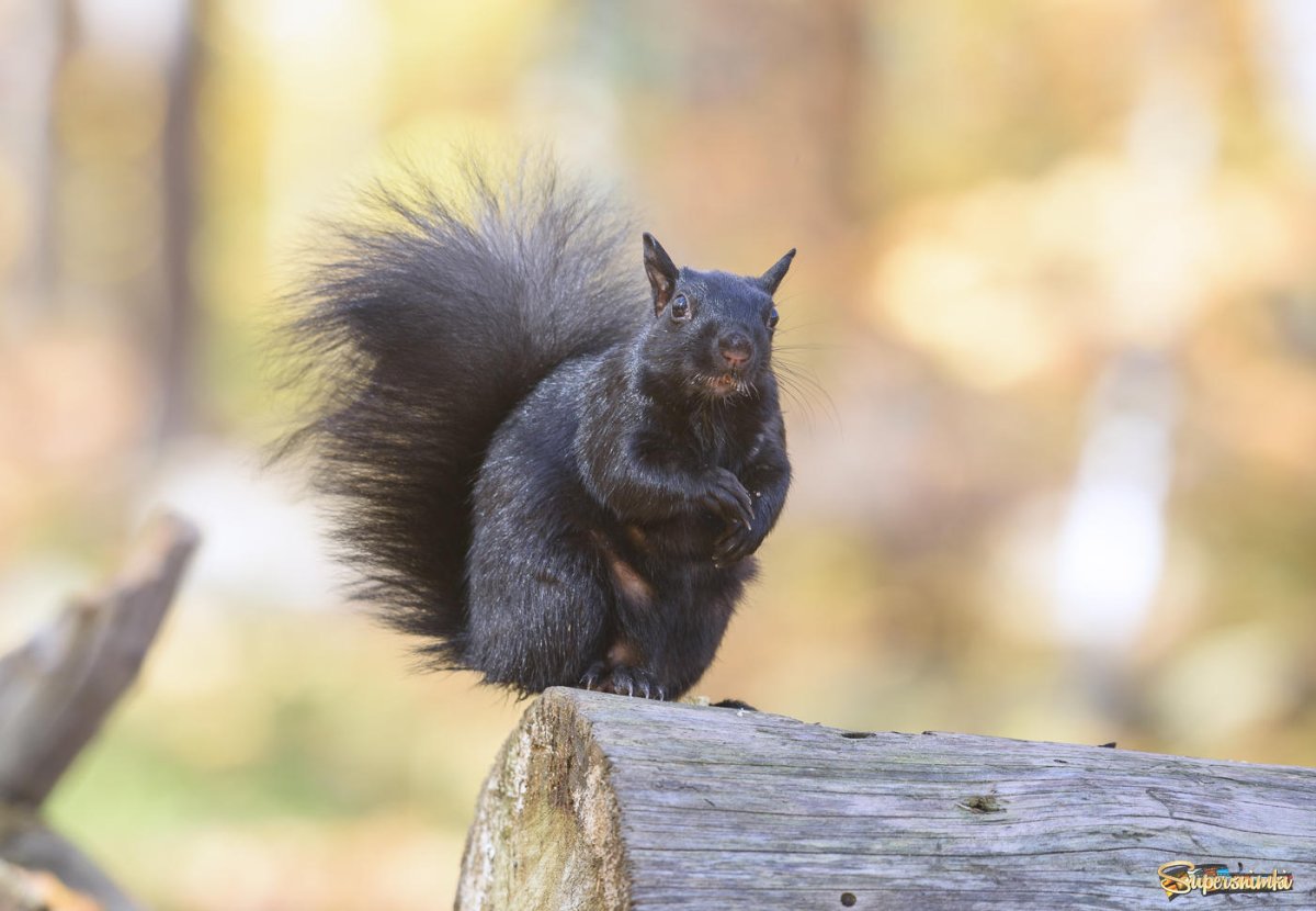 Черная пушистая белка