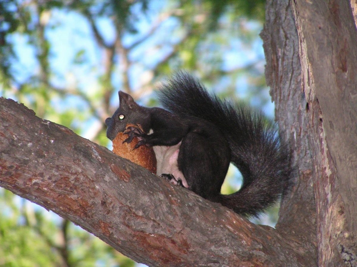 Лесная белка темная