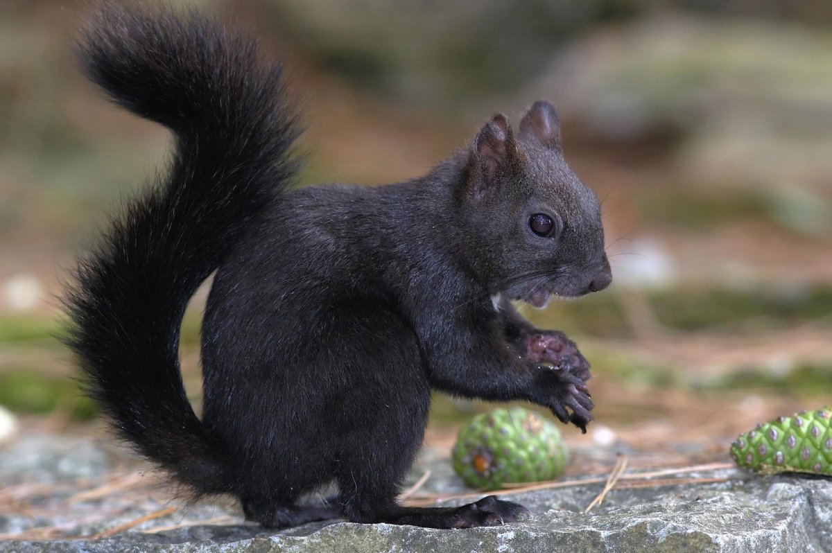 Черная Алтайская белка