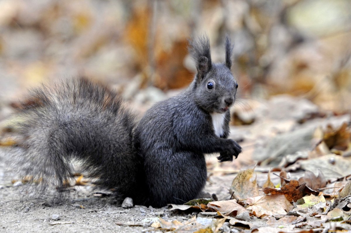 Белка чернобурка