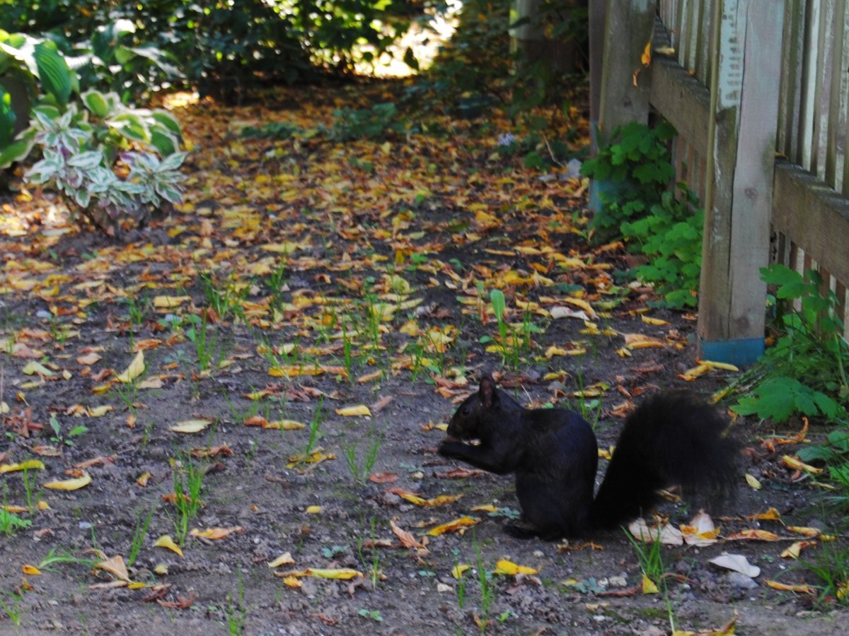 Белочка черная в лесу осень