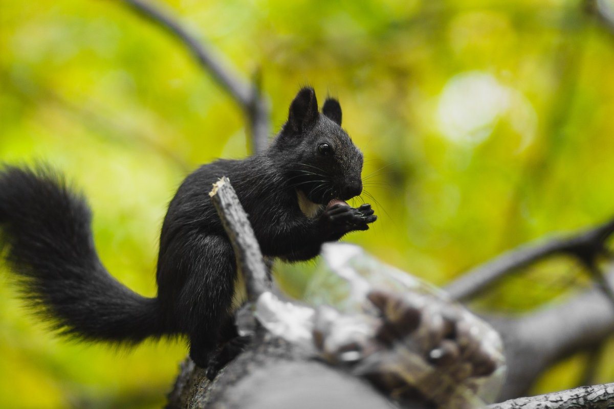 Маньчжурская черная белка