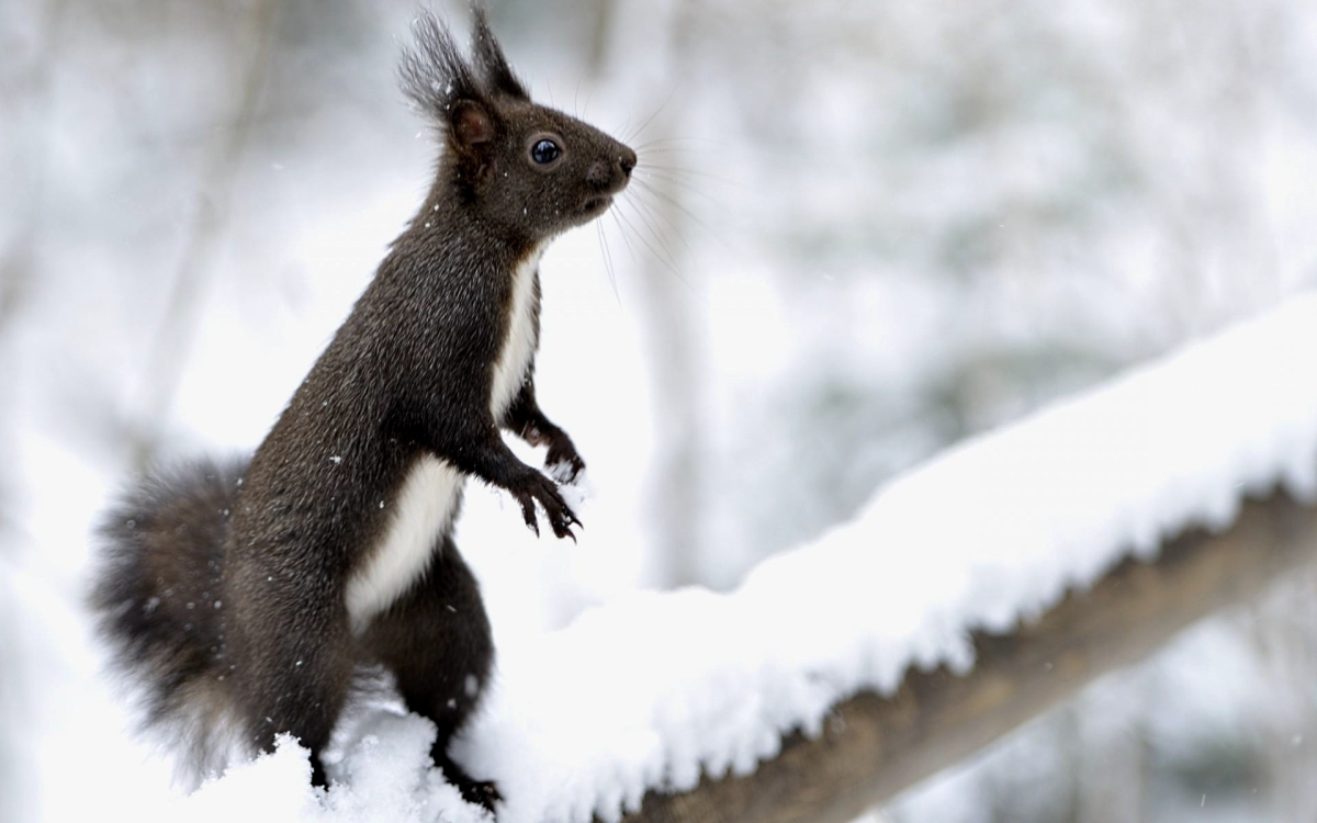 Зимние зверушки