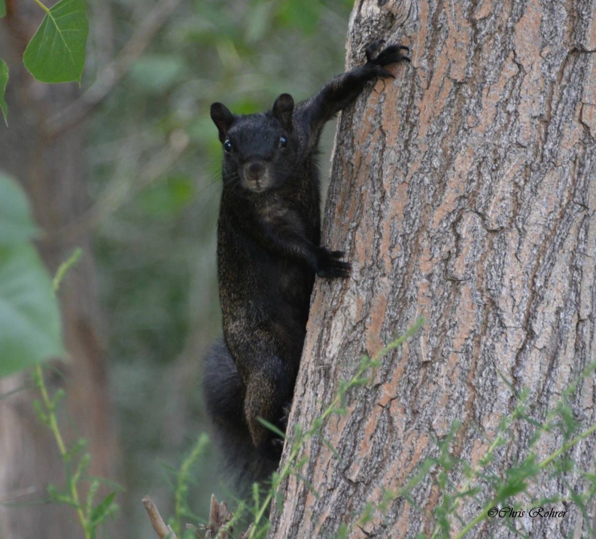 Белка черная в прыжке
