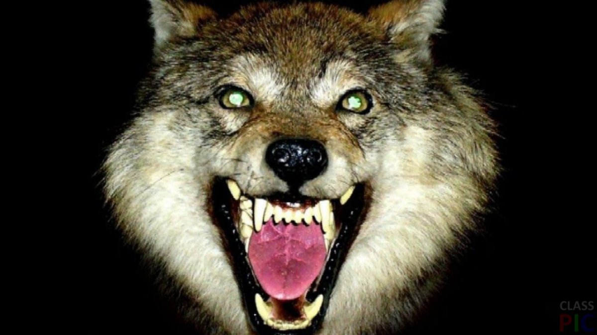 Пасть волка