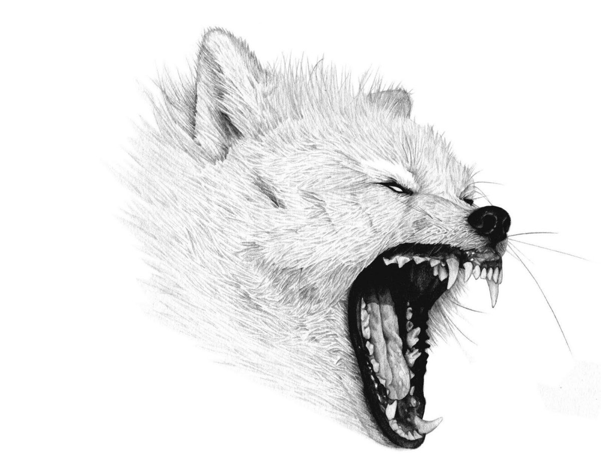 Пасть волка рисунок карандашом