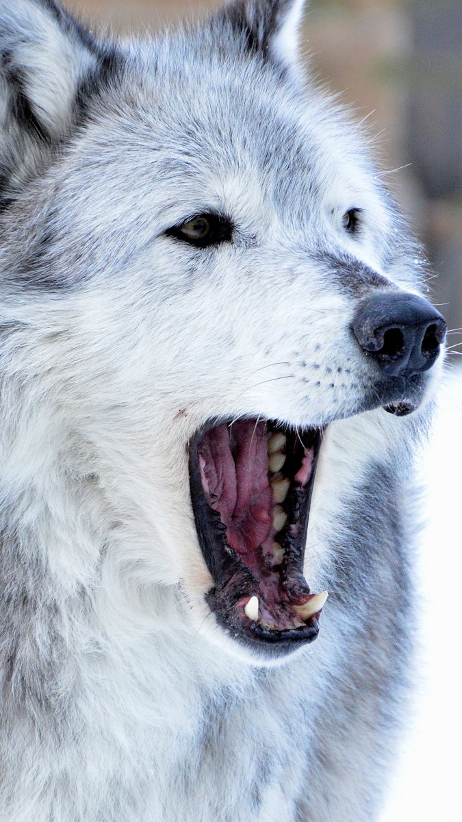 Хищные животные волки