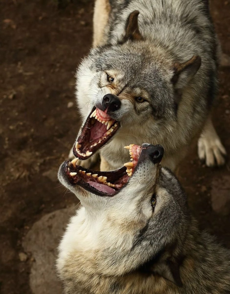 Пасть волка