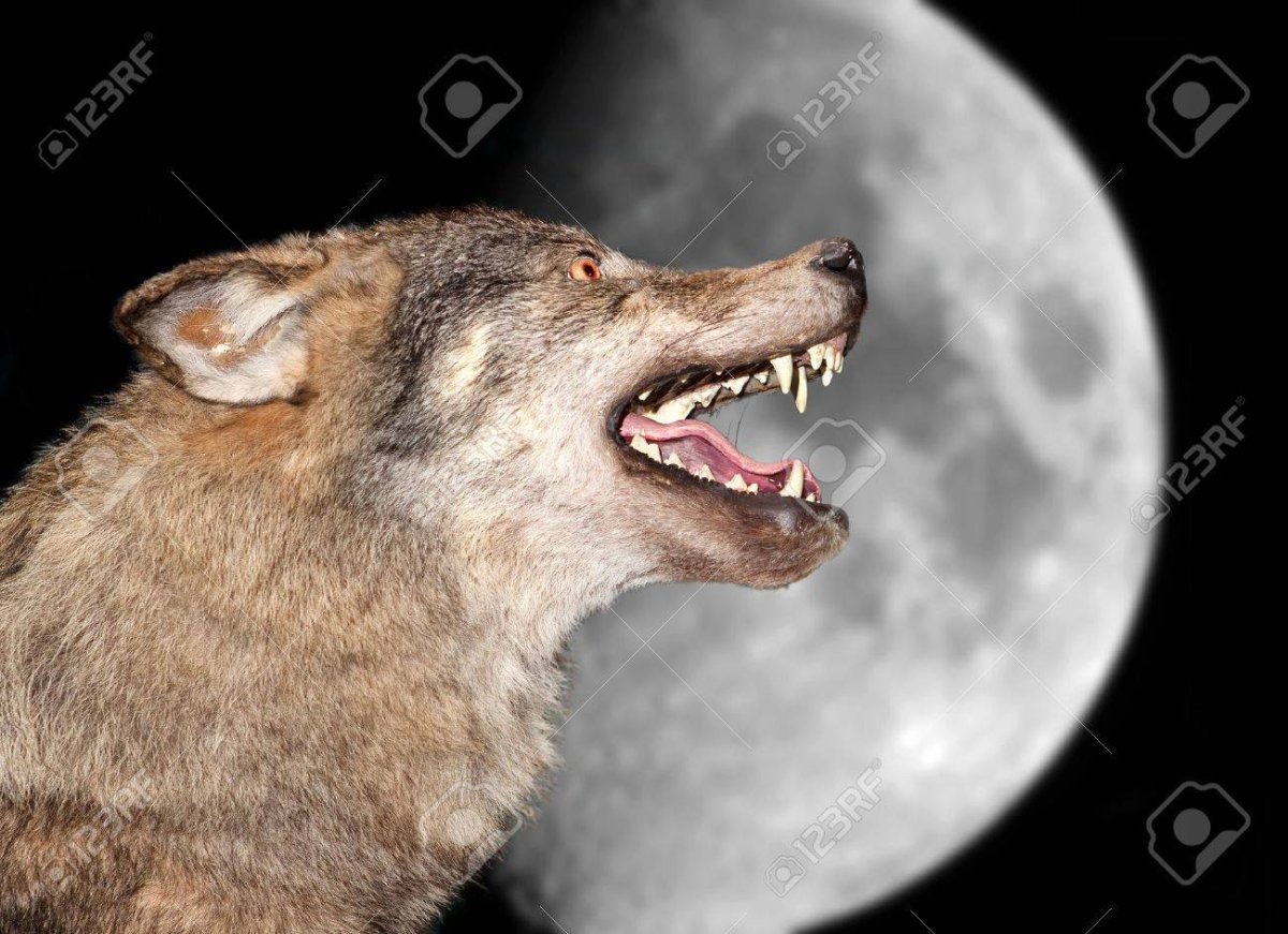 Волчий оскал сбоку