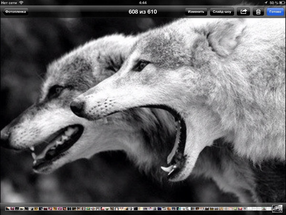 Фолк с открытой пастью