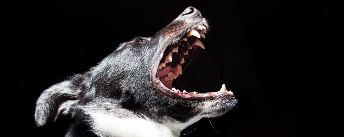 Собака с открытой пастью