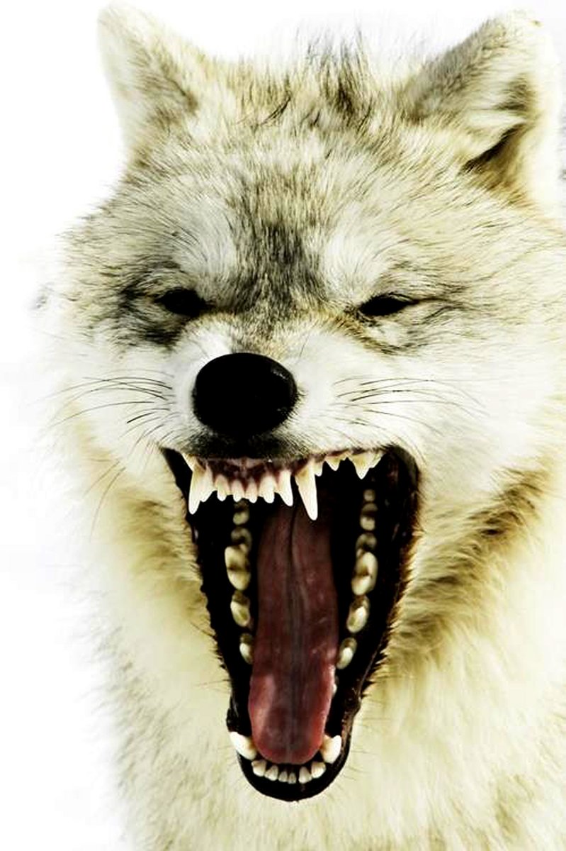 Волчий оскал аватар