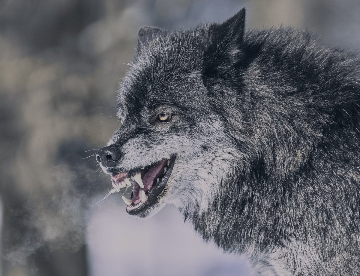 Волчий оскал сбоку