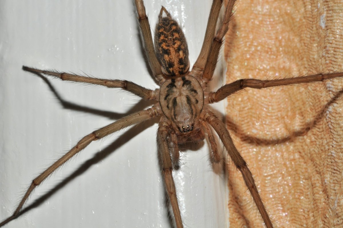 Eratigena atrica