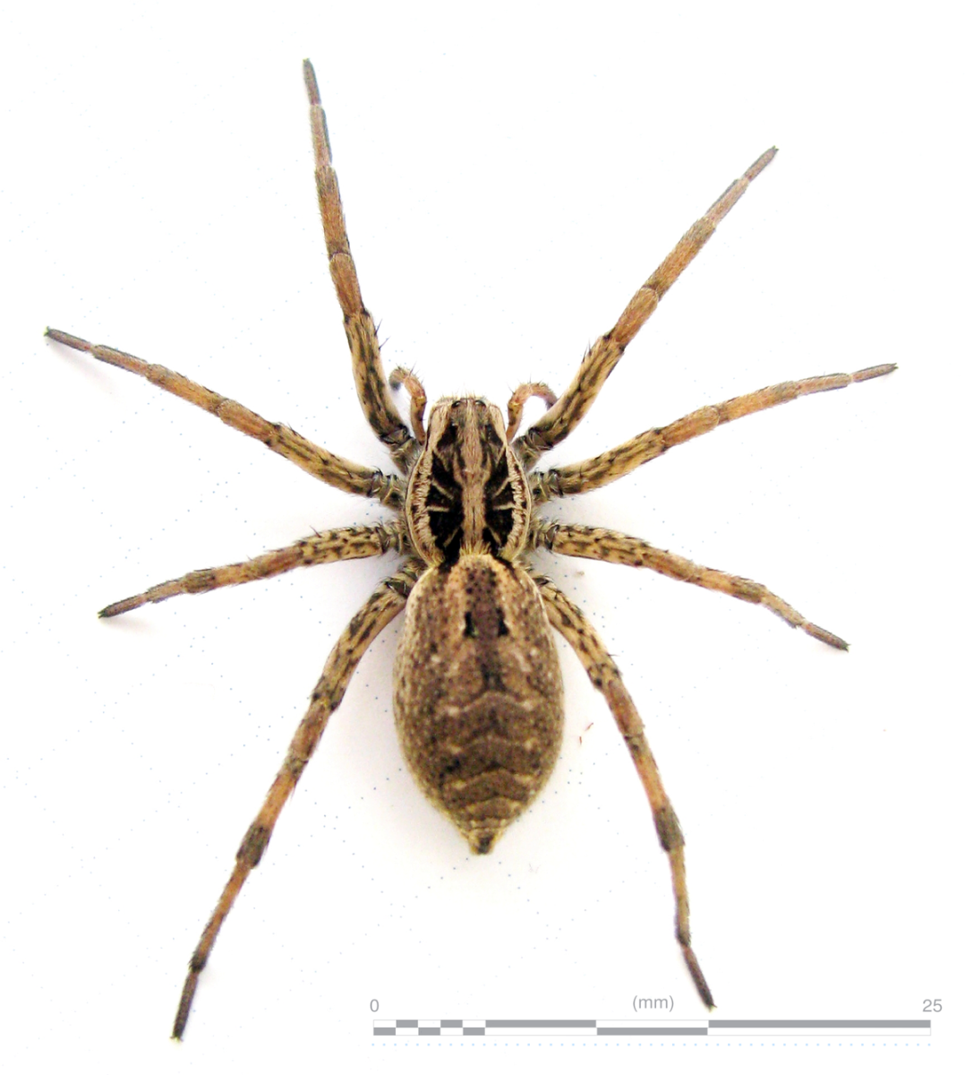 Hogna Radiata Тарантул Лучистый