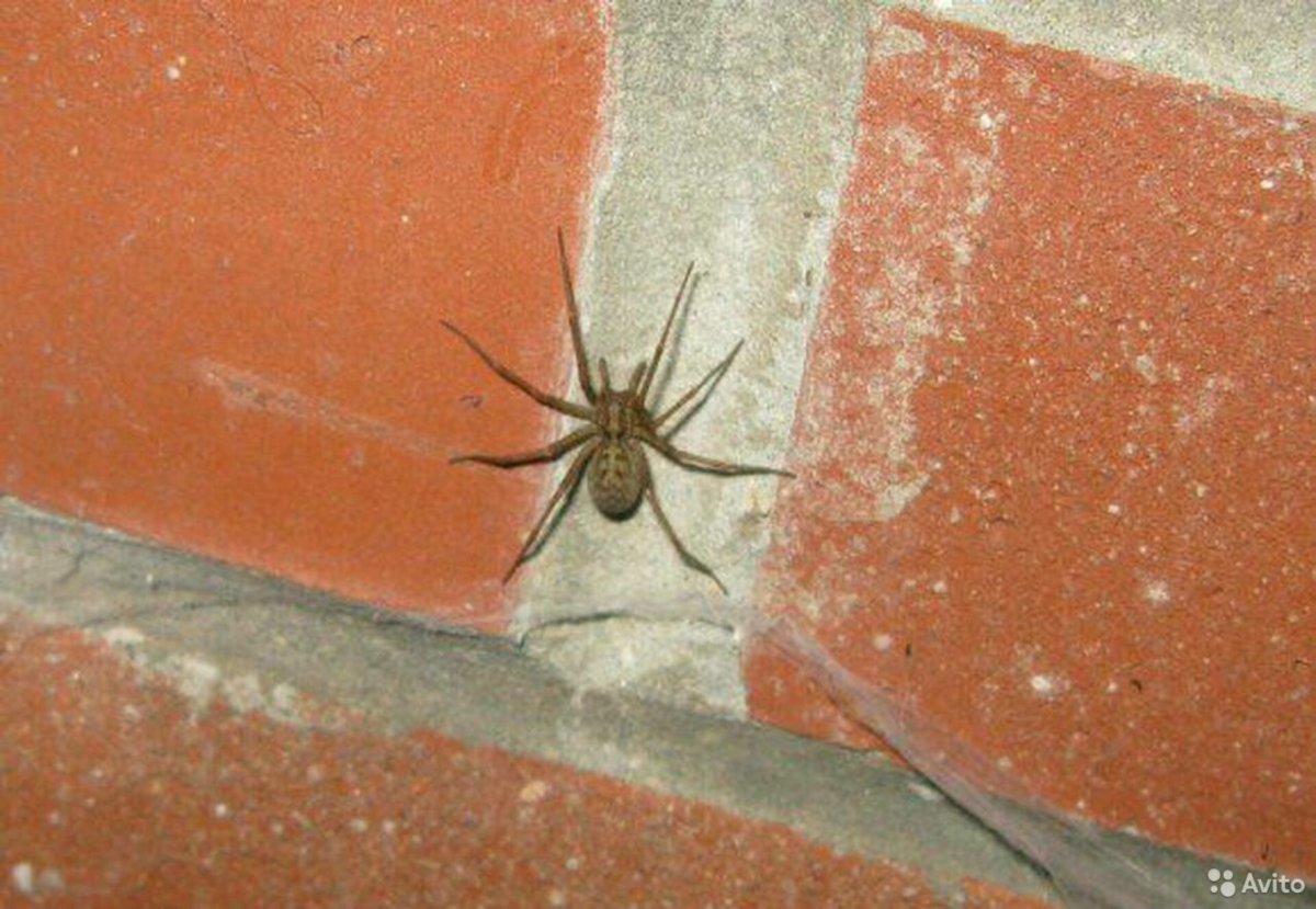 Домашние ядовитые пауки
