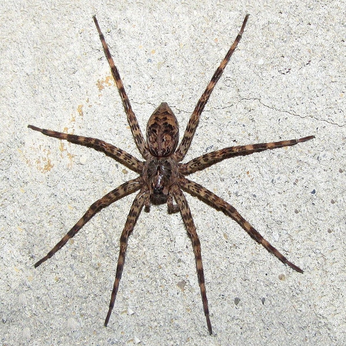 Dolomedes tenebrosus паук