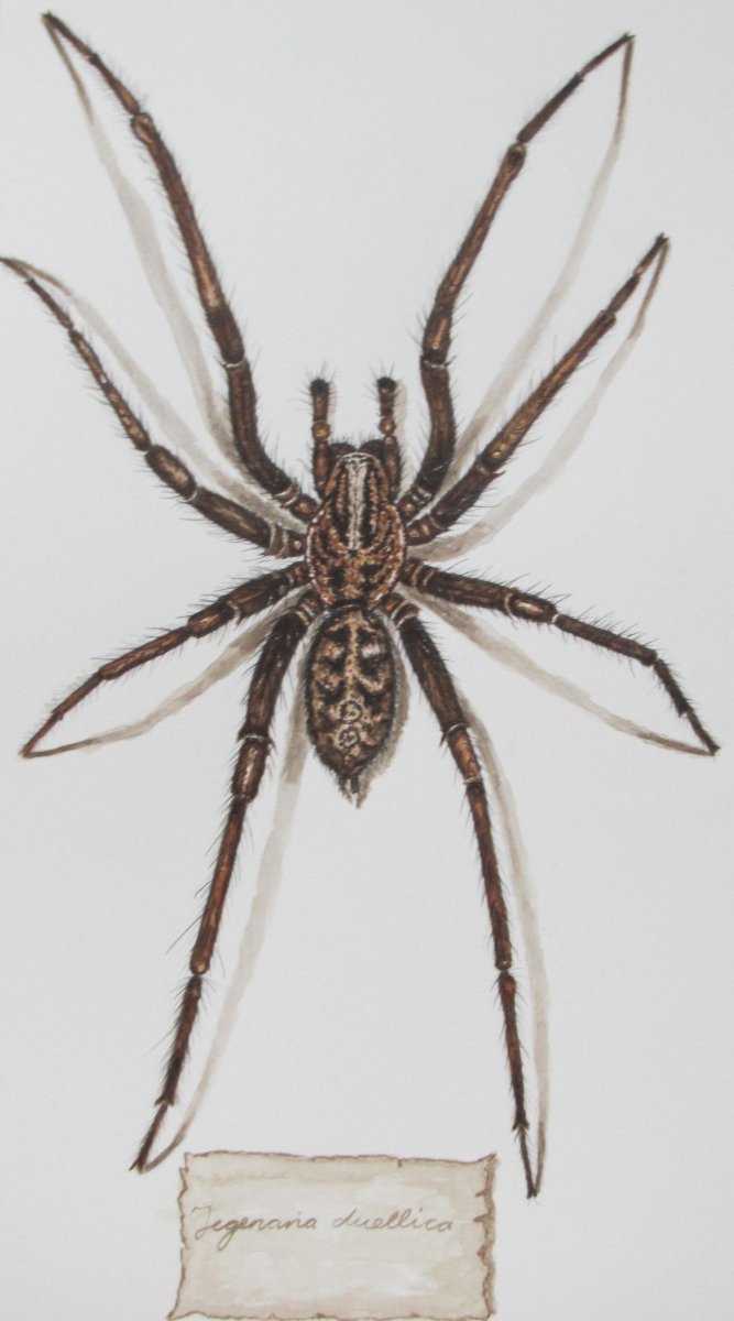Tegenaria duellica