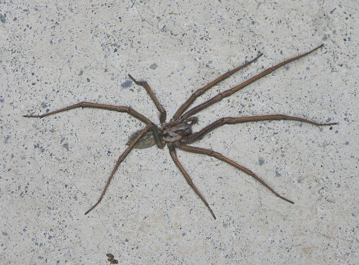 Ирландские пауки