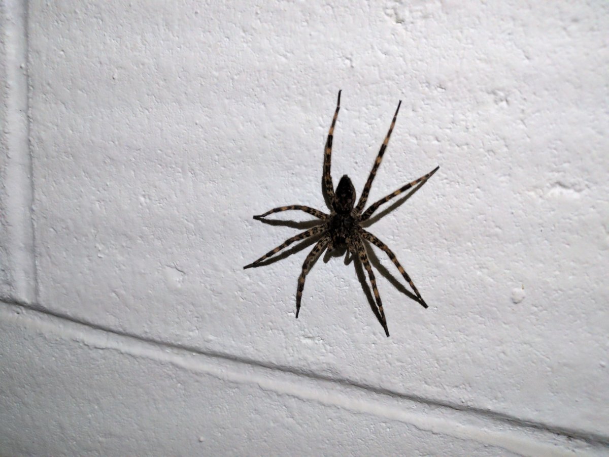 Мизгирь паук домашний черный