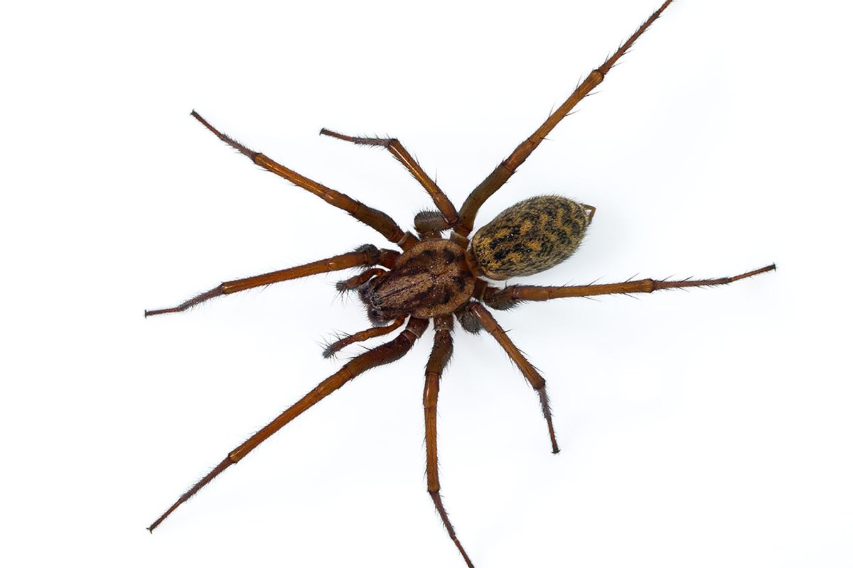 Луговой паук тегенария