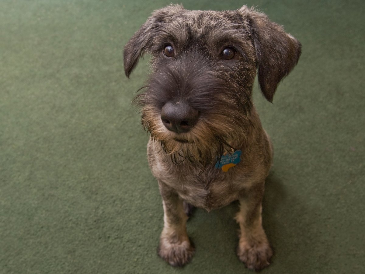 Миттельшнауцер дворняга