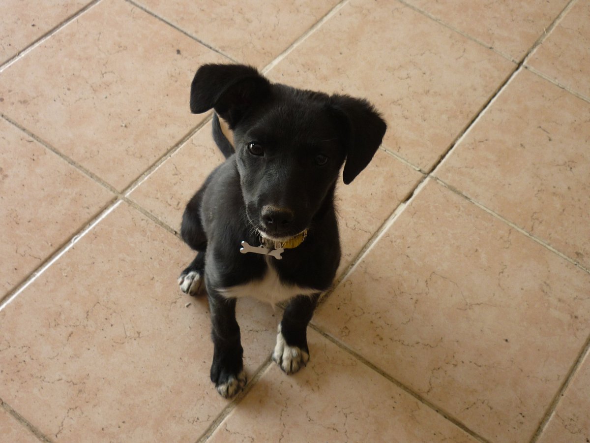 Паттердейл терьер дворняга