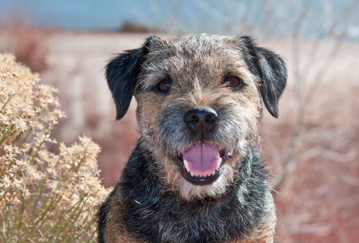 Бордер терьер щенки