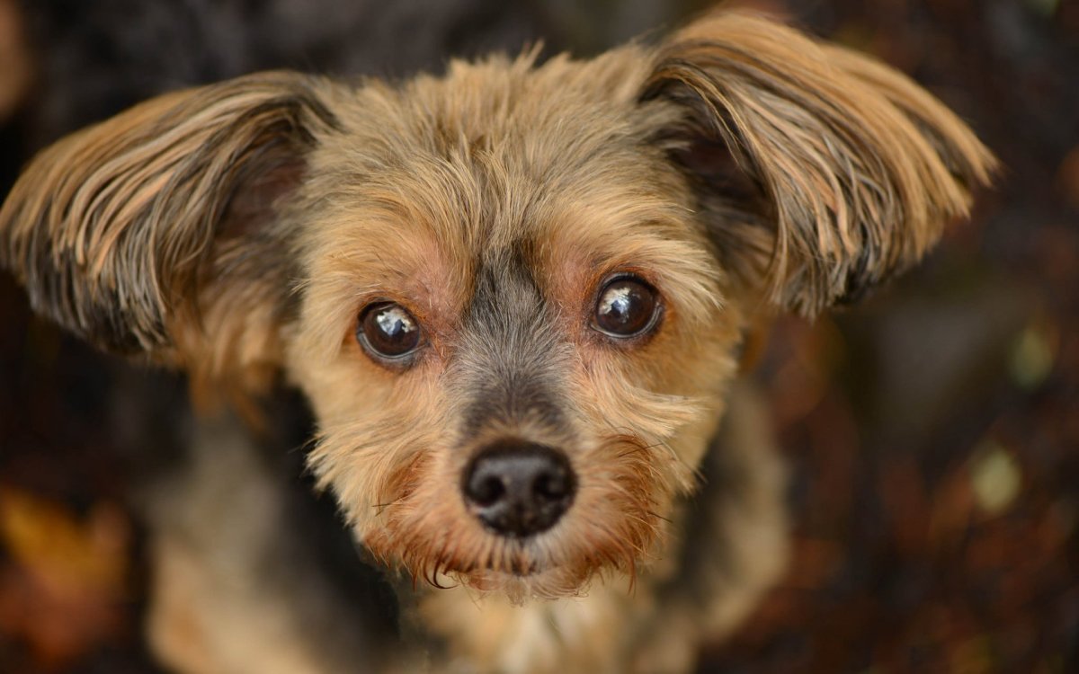 Дворняжка терьер