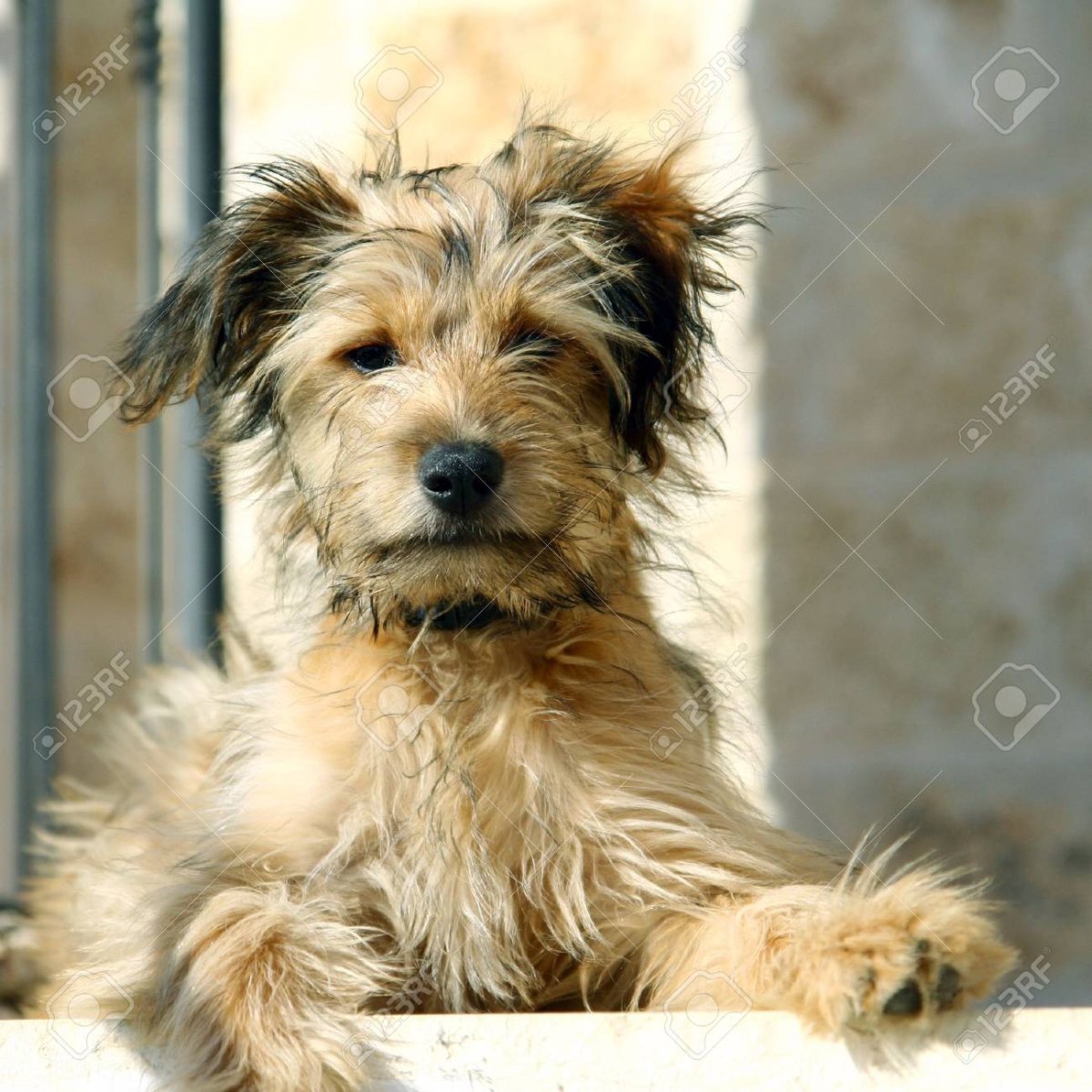 Беспородная собака терьер