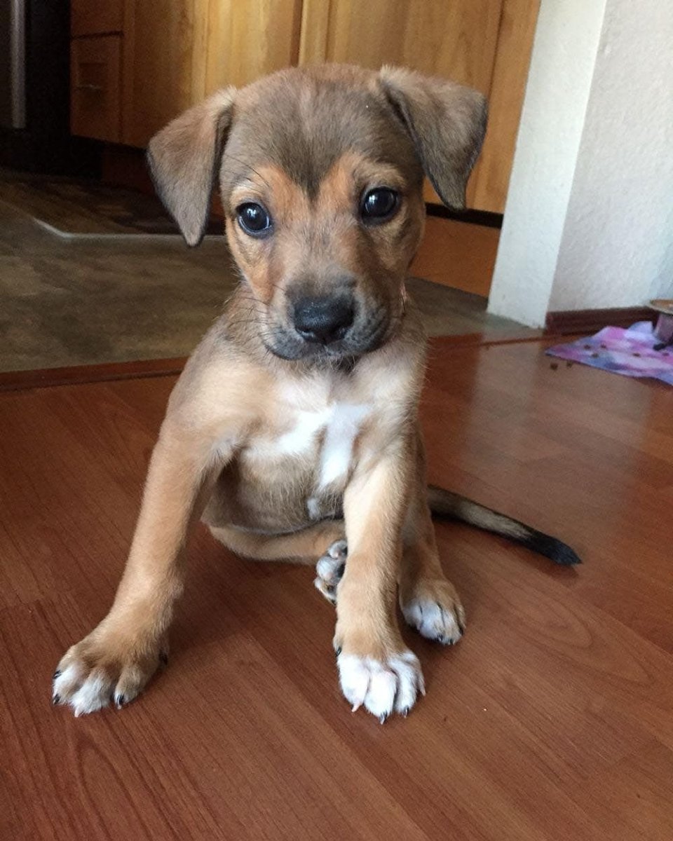 Метис Рассел терьера