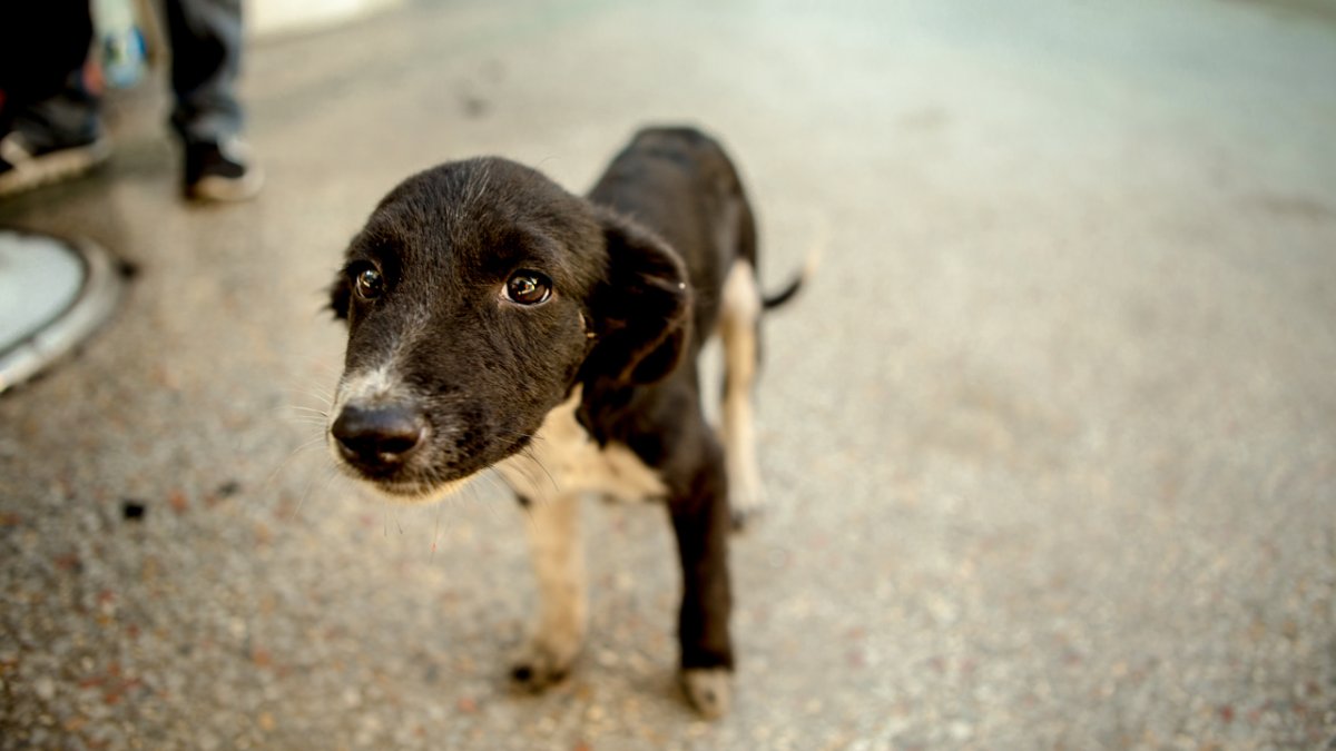 Уличные собаки которые живут на улице