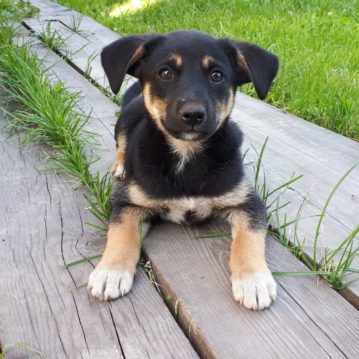 Порода собак дворняга