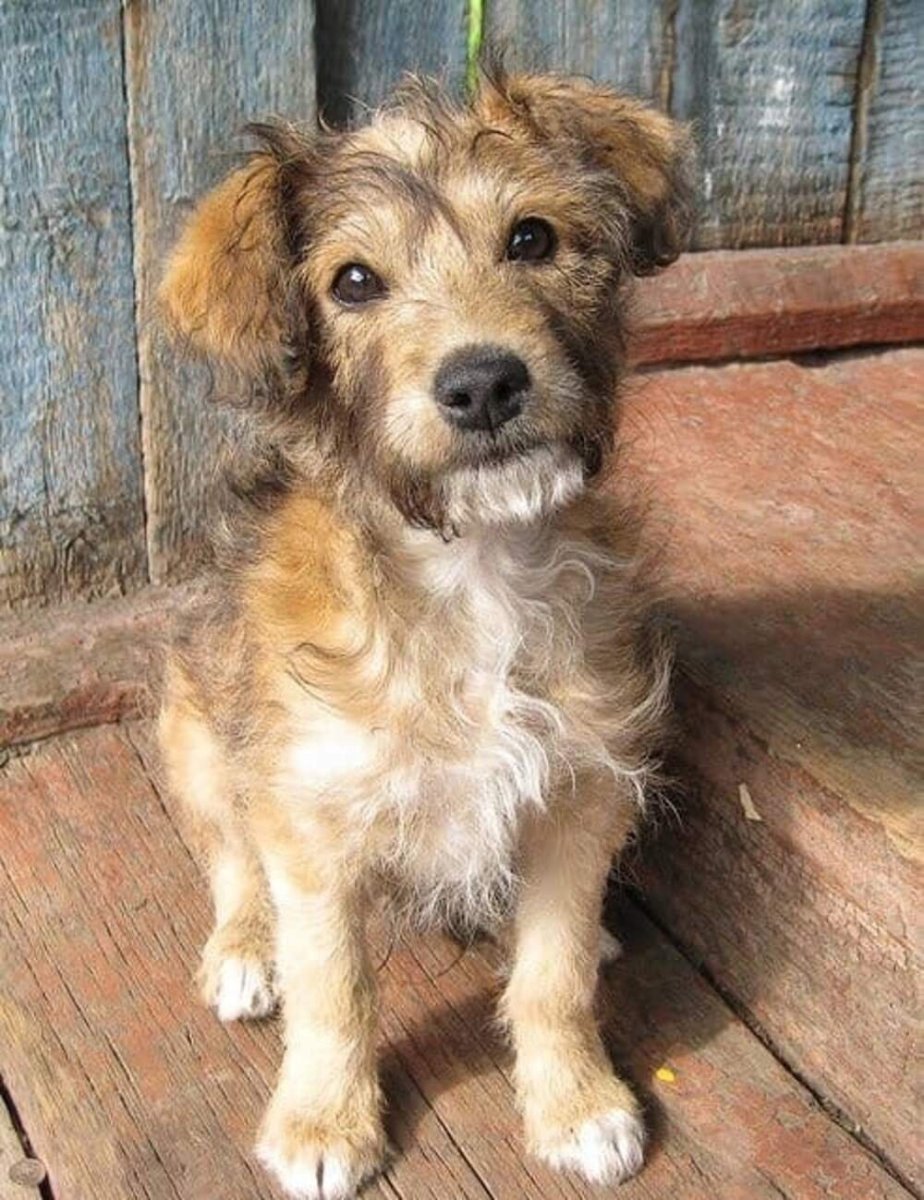 Дворняжка терьер