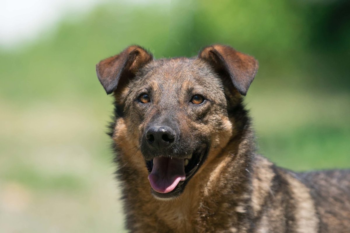 Метис порода собак