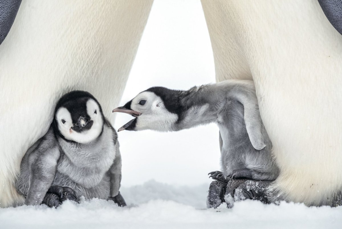 Лапы пингвина